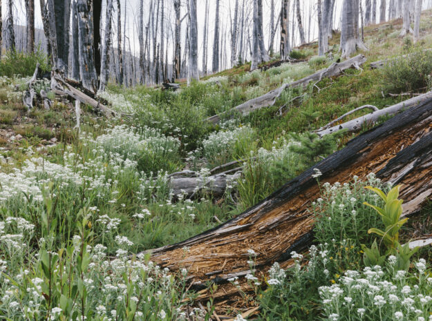 A previously burnt subalpine forest rebounds in July 2022 with lodgepole pine and a variety of wildflowers, yarrow, aster, arnica and corn lily.