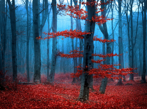 Red winter wood leaves