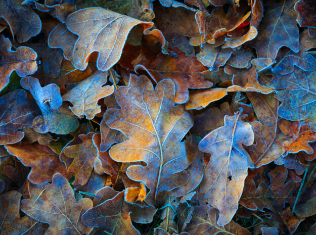 Fallen frozen leaves
