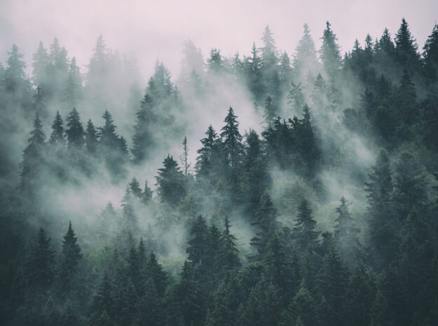 Winter woods