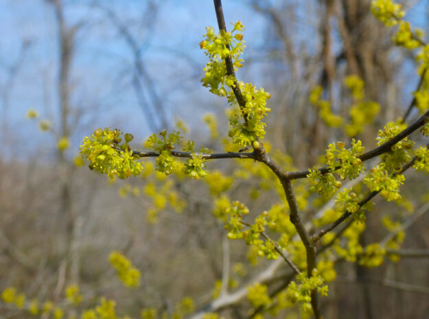 Closeup,Of,Spicebush,(lindera,Benzoin),Flowers,Blooming,In,March,In