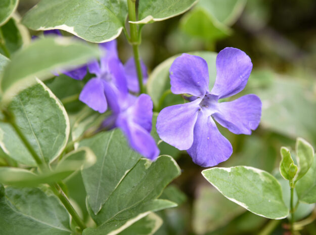 Blooming,Vinca,Vine,,April,2020,,Maryland