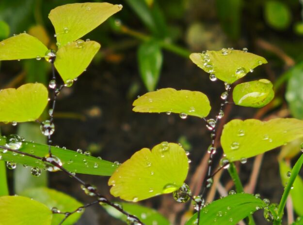 May leaves